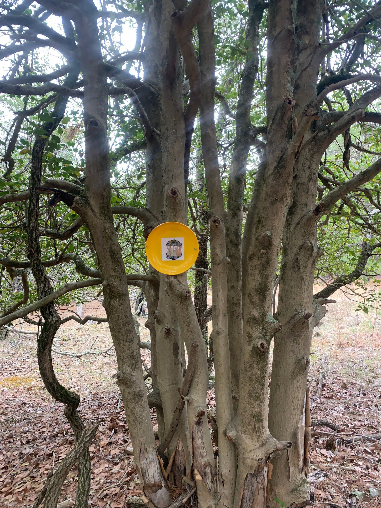 Holy tree Gramps sat under.